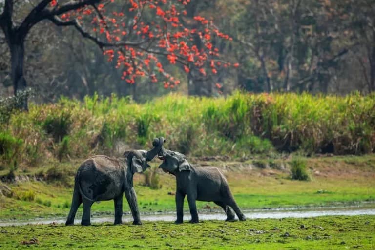 Assam Meghalaya Tour Package | Guwahati, Kaziranga & Shillong (7 Days)