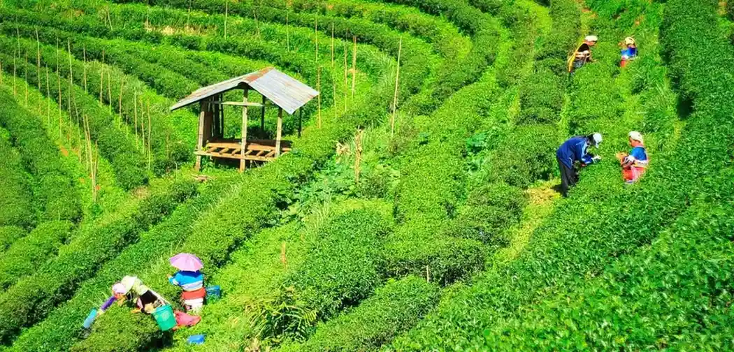more image